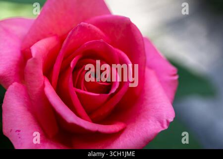 Rosa ibrida di tè rosa in fiore, vista ravvicinata di una singola testa di fiore con sfondo sfocato. Foto Stock