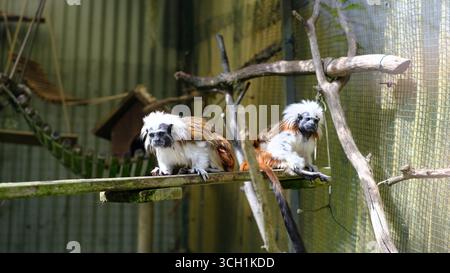 Due curiosi Tamarin in cotone sono arroccati su una piattaforma di legno all'interno di uno zoo Foto Stock