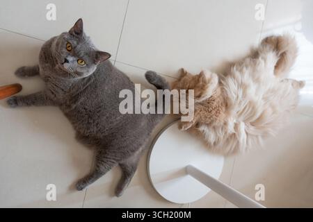 Due gatti sdraiati su un pavimento piastrellato Foto Stock