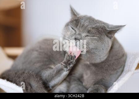 Gray Cat Licking ITS Paw Foto Stock