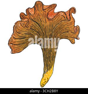Funghi canterelle gialli. Illustrazione ad acquerello disegnata a mano. Disegnare per adesivi, biglietti, poster. autunno, funghi, foresta, giallo, natura Foto Stock