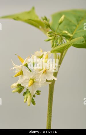 macro shot di tibbatu pianta medicinale dello sri lanka con foglie verdi e piccoli fiori bianchi, melanzane selvatiche o bacche di tacchino, sfondo grigio isolato Foto Stock