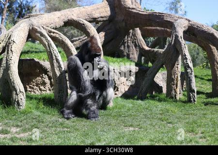 Gorilla Silverback in un recinto in uno zoo europeo aperto. Foto Stock
