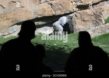 La gente guarda un gorilla silverback in un recinto in uno zoo europeo a ambiente aperto Foto Stock