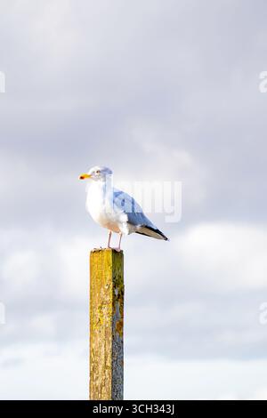 Un gabbiano arroccato tranquillamente in cima a un palo intempestivo, che guarda il cielo aperto e luminoso. Foto Stock