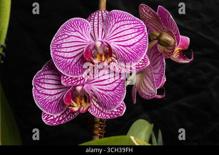 orchidee lunari viola sugli alberi, sangue di orchidee Foto Stock