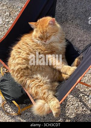 Gatto dello zenzero che dorme comodamente su una sedia in tessuto per esterni. Foto mobile Foto Stock