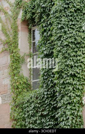 Ivy climbs over an old stone wall, partially covering a weathered window. The lush green leaves create a natural facade, adding character and charm to Foto Stock