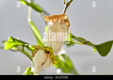 Una pianta di cotone naturale bianca in fiore Foto Stock