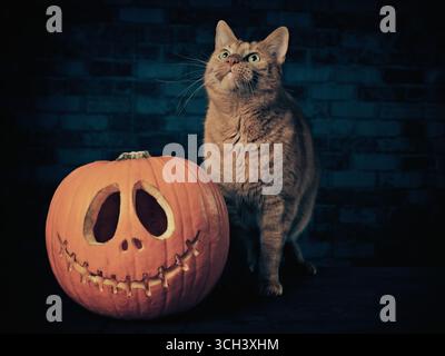 Simpatico gatto di zenzero accanto a una zucca di Halloween che si fa curioso. Foto Stock
