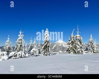 Panorama invernale mozzafiato con alberi carichi di neve che si innalzano in alto sullo sfondo di montagne lontane sotto il cielo azzurro. La neve incontaminata brilla alla luce del sole, creando un paesaggio sereno e incontaminato. Foto Stock
