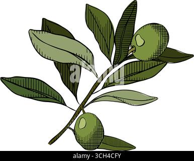 Composizione di ramoscelli di oliva verde. Illustrazione colorata con inchiostro a linee grafiche vettoriali. Illustrazione floreale dipinta a mano con olivo e rami di alberi con Illustrazione Vettoriale