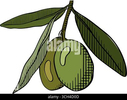 Illustrazione vettoriale del ramo d'oliva su sfondo bianco. Illustrazione colorata con inchiostro a linee grafiche vettoriali. Illustrazione delle olive sottili. Progettazione per imballaggio, Illustrazione Vettoriale