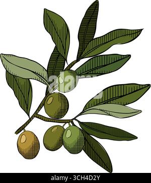 Olive Branch con Olive . Composizione di Olive Tree Branch disegnata a mano. Illustrazione colorata con inchiostro a linee grafiche vettoriali. sfondo per striscioni, stampa per f Illustrazione Vettoriale