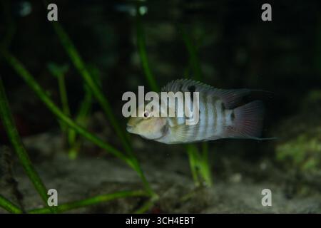 Cichlid condannato con le pinne sollevate Foto Stock