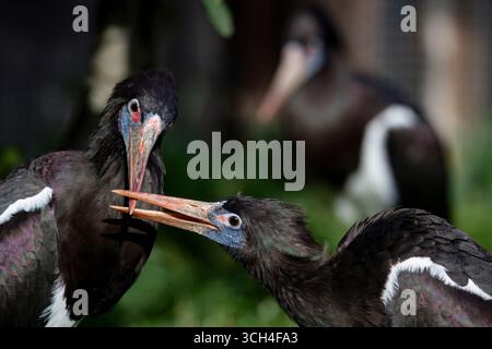 La cicogna degli Abdim (Ciconia abdimii), nota anche come cicogna dalle ciglia bianche. Foto Stock