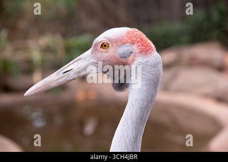 La Brolga è di colore grigio pallido con un'evidente toppa rossa-arancione sulla testa con una rugiada nera appesa sotto il mento. Foto Stock