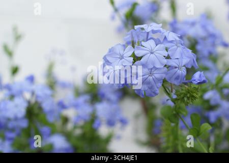 Fiori blu di Plumbago auriculata che crescono in una serra. REGNO UNITO. Chiamato anche Cape leadwort, Foto Stock