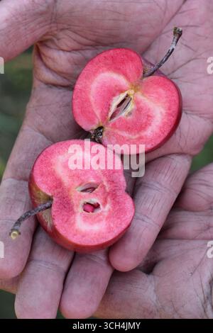 Mele dell'era Redlove. Malus domestica Redlove 'era', una mela da dessert di origine svizzera, tagliata a fette per rivelare la caratteristica carne rossa. REGNO UNITO Foto Stock