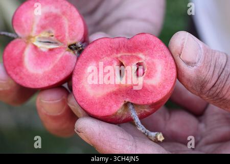 Mele dell'era Redlove. Malus domestica Redlove 'era', una mela da dessert di origine svizzera, tagliata a fette per rivelare la caratteristica carne rossa. REGNO UNITO Foto Stock
