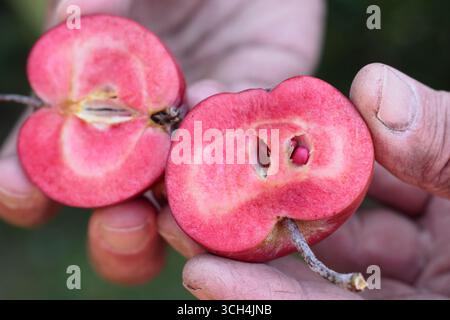 Mele dell'era Redlove. Malus domestica Redlove 'era', una mela da dessert di origine svizzera, tagliata a fette per rivelare la caratteristica carne rossa. REGNO UNITO Foto Stock
