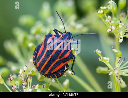 Italiano bug a strisce Foto Stock