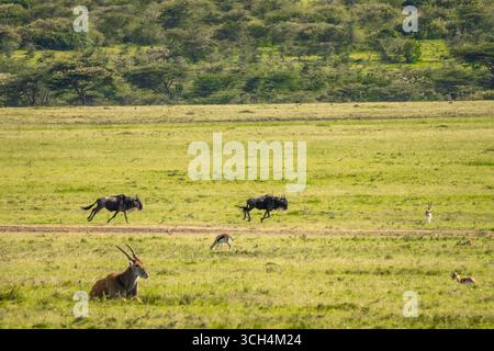 Blue Wildebeest nella riserva nazionale di Masai Mara Foto Stock