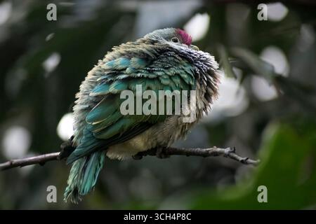 Emerald dove (Chalcophaps indica), chiamato anche Common Emerald dove, Asian Emerald dove e Grey-cap Emerald dove. Foto Stock