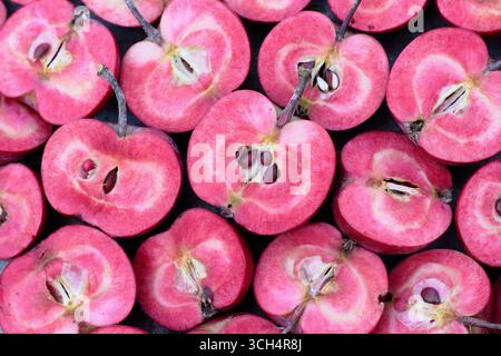 Mele dell'era Redlove. Malus domestica Redlove 'era', una mela da dessert di origine svizzera, tagliata a fette per rivelare la caratteristica carne rossa. REGNO UNITO Foto Stock