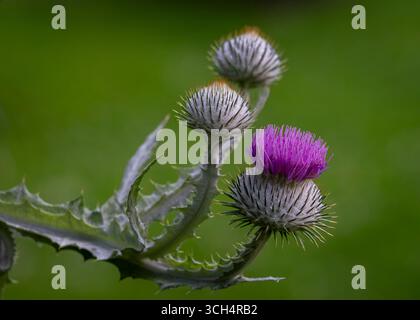 Fiore di cardo di latte (Silybum marianum) che fiorisce in un giardino. Primo piano sul fiore del cardo viola (Silybum marianum). Foto Stock