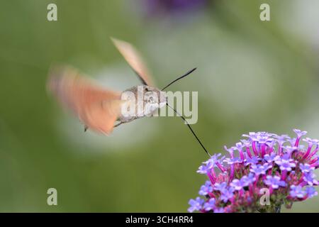Coda di colomba - Macroglossum Stellatarum succhia Nectar con il suo Proboscis da Un Fiore di Verbena Bonariensis, noto anche come Verbena della Patagonia o Veil Foto Stock