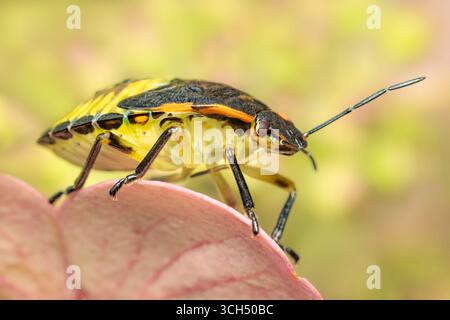 Chinavia hilaris pentatomidae puzza di insetto riposato in una giornata estiva con sfondo sfocato e spazio per copiare Foto Stock