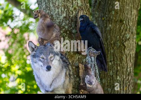 La testa di un lupo grigio, martens di pino e corvo, tassidermia imbottita. Animali ripieni al mercato delle pulci. Foto Stock