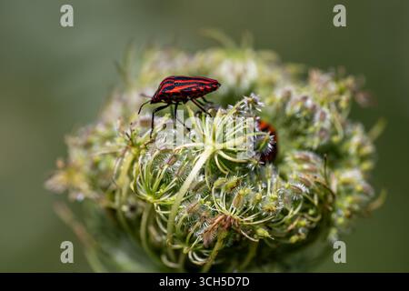 Una cimice a strisce (Graphosoma lineatum) cammina su una testa di fiori di pizzo della regina Anna, forse alla ricerca di cibo o di un compagno. L'insetto ha il rosso e il nero Foto Stock