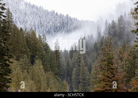 Una montagna innevata con alberi ricoperti di neve Foto Stock