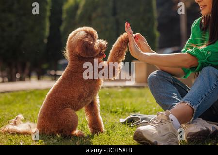 Allegro cane da barboncino che dà cinque alti al proprietario in allenamento all'aperto del parco rinforzo positivo amore per gli animali e concetto di legame giocoso Foto Stock
