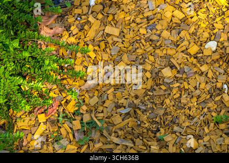 Un vibrante strato di pacciame giallo si estende su tutto il terreno, circondato da una vegetazione verde sana, creando una vivace atmosfera da giardino sotto il caldo sole Foto Stock