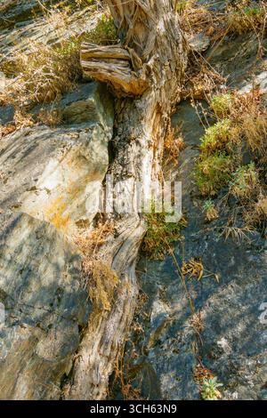 Una radice arborea si snoda attraverso una superficie rocciosa, illustrando la persistenza della natura. Il fogliame circostante aggiunge vegetazione all'ambiente aspro Foto Stock