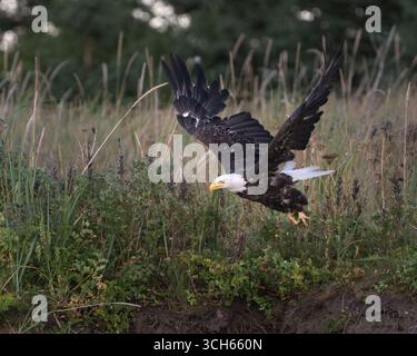 Aquila calva adulta che vola sopra i campi con i taloni pieni di pacciame Foto Stock