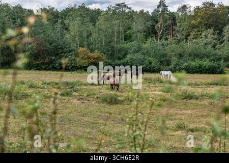 Sei cavalli che pascolano nel Woodland Meadow durante il giorno estivo dell'Overcast Foto Stock