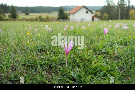 Primo piano autunnale in un prato fiorito, sullo sfondo sfocato paesaggio rurale in Bosnia ed Erzegovina Foto Stock
