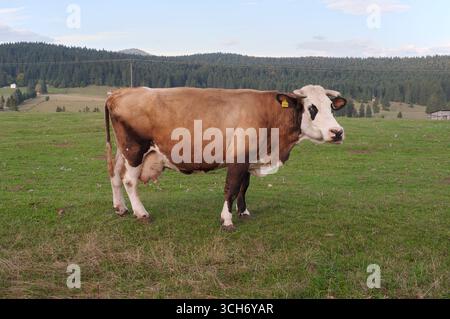 Bestiame da latte frisone Holstein in Bosnia-Erzegovina (guardando) Foto Stock