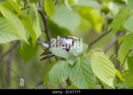 Parula maschile con i fianchi di castagno in una mattina di maggio nel Wisconsin settentrionale. Foto Stock
