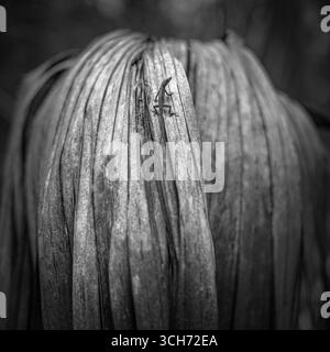 Una piccola lucertola su una grande fronda di amici in essiccazione in una foresta subtropicale della Florida. Fotografia d'arte botanica in bianco e nero. Foto Stock