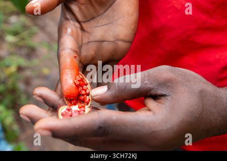 Tanzania - Zanzibar - Achiote (Bixa orellana) - dita colorate di rosso da semi freschi, pigmento vivido apprezzato in tutte le fattorie di spezie locali Foto Stock