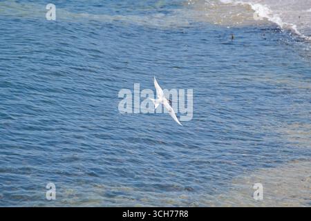 Tern sorvola il Mare del Nord Foto Stock