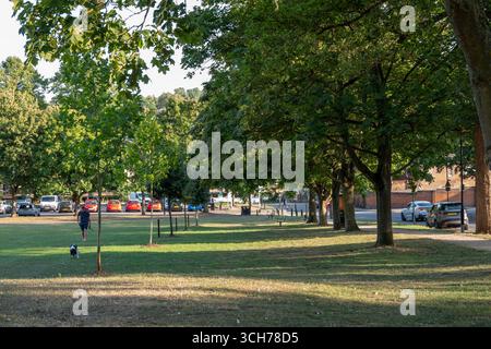 Una persona che cammina un cane sul Common, un parco a Saffron Walden, Regno Unito, sotto un baldacchino di alberi in un giorno d'estate. Auto parcheggiate sullo sfondo. Foto Stock