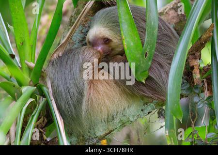Il bradipo a due dita di Hoffman (Choloepus hoffmanni) dorme tra le bromeliadi. Foresta pluviale pianeggiante, stazione biologica la Selva, Sarapiquí, pendio caraibico, Foto Stock