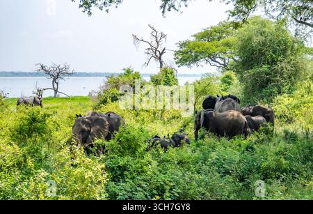 Una mandria di elefanti africani (Loxodonta africana) che si forgia nei cespugli lungo il fiume Nilo. Uganda, Africa. Foto Stock