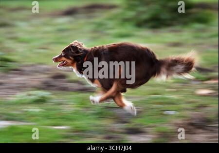 Un energico pastore australiano in miniatura corre con velocità e potenza su un campo. La sfocatura del movimento mette in risalto la sua incredibile agilità e la sua capacità atletica Foto Stock